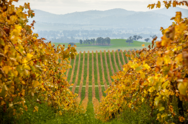 Tumblong Hills resized tile